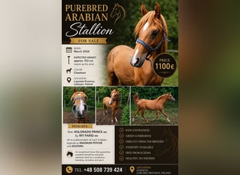 Arabian horses, Stallion, 2 years, 15 hh, Chestnut-Red