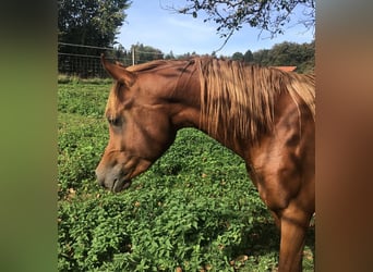 Arabian horses, Stallion, 2 years, 15 hh, Chestnut-Red
