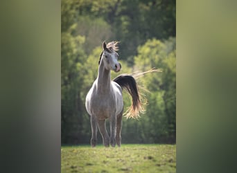 Arabian horses, Stallion, 2 years, 15 hh, Grey