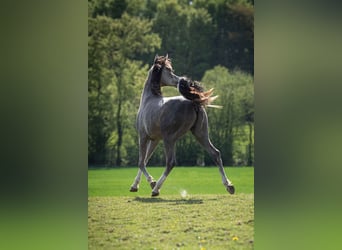 Arabian horses, Stallion, 2 years, 15 hh, Grey