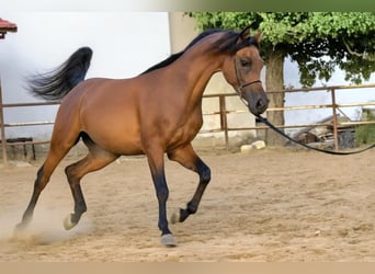 Arabian horses, Stallion, 2 years, 15,1 hh, Bay