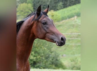 Arabian horses, Stallion, 2 years, 15,1 hh, Brown