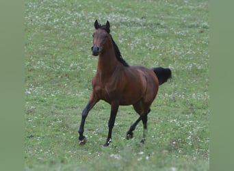 Arabian horses, Stallion, 2 years, 15,1 hh, Brown