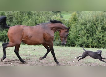 Arabian horses, Stallion, 2 years, 15,1 hh, Brown