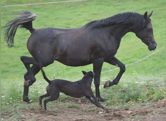 Arabian horses, Stallion, 2 years, 15,1 hh, Grey