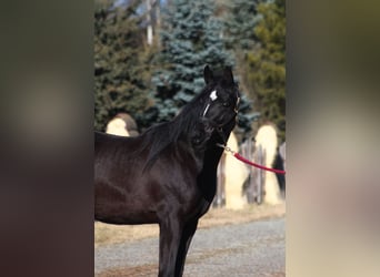 Arabian horses, Stallion, 2 years, 15,2 hh, Black