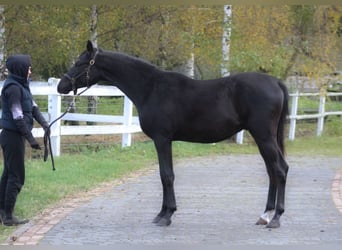 Arabian horses, Stallion, 2 years, 15,2 hh, Black