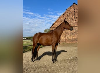 Arabian horses, Stallion, 2 years, Bay