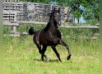 Arabian horses, Stallion, 2 years, Black