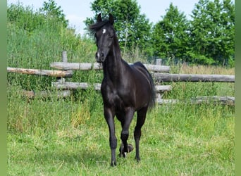 Arabian horses, Stallion, 2 years, Black