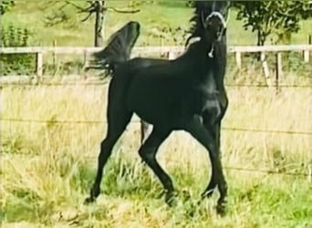 Arabian horses, Stallion, 2 years, Black