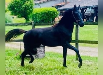 Arabian horses, Stallion, 2 years, Black