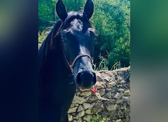 Arabian horses, Stallion, 2 years, Black