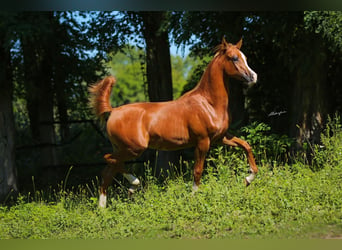 Arabian horses, Stallion, 2 years, Chestnut-Red