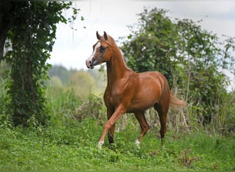 Arabian horses, Stallion, 2 years, Chestnut-Red