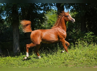 Arabian horses, Stallion, 2 years, Chestnut-Red