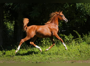 Arabian horses, Stallion, 2 years, Chestnut-Red