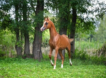 Arabian horses, Stallion, 2 years, Chestnut-Red