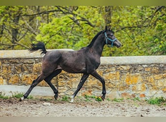 Arabian horses, Stallion, 2 years