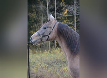 Arabian horses, Stallion, 2 years, Gray