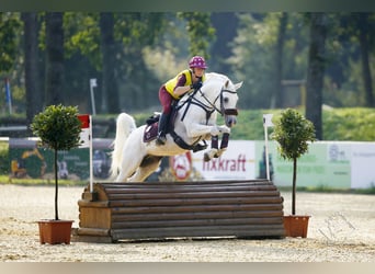 Arabian horses, Stallion, 3 years, 14.1 hh, Grey-Fleabitten