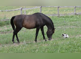 Arabian horses, Stallion, 3 years, 14,2 hh, Bay-Dark