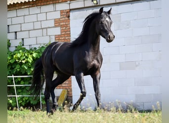 Arabian horses, Stallion, 3 years, 14,2 hh, Black