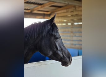 Arabian horses, Stallion, 3 years, 14.2 hh, Black
