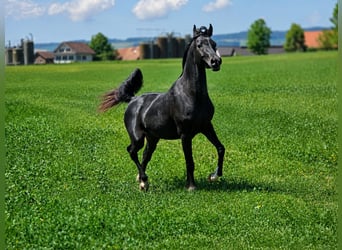 Arabian horses, Stallion, 3 years, 14.2 hh, Black