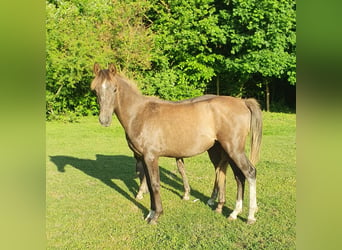 Arabian horses, Stallion, 3 years, 14,2 hh, Gray