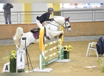 Arabian horses, Stallion, 3 years, 14.2 hh, Grey-Fleabitten