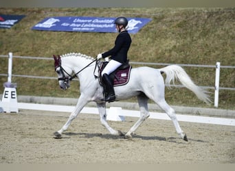 Arabian horses, Stallion, 3 years, 14.2 hh, Grey-Fleabitten