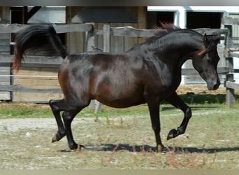 Arabian horses, Stallion, 3 years, 14,2 hh, Smoky-Black