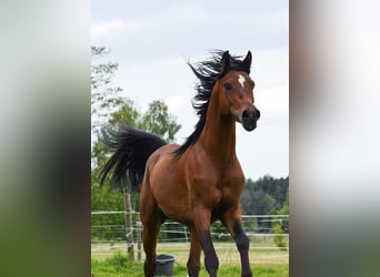 Arabian horses, Stallion, 3 years, 14,3 hh, Brown