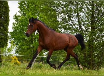 Arabian horses, Stallion, 3 years, 14,3 hh, Brown