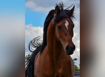 Arabian horses, Stallion, 3 years, 14,3 hh, Brown