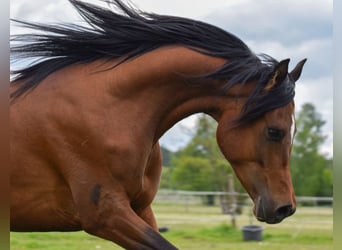Arabian horses, Stallion, 3 years, 14,3 hh, Brown