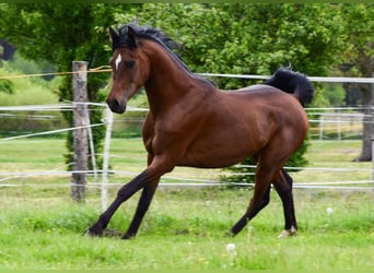 Arabian horses, Stallion, 3 years, 14,3 hh, Brown