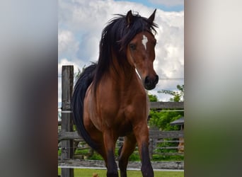 Arabian horses, Stallion, 3 years, 14,3 hh, Brown