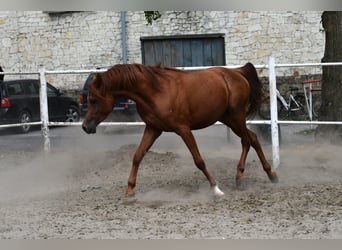 Arabian horses, Stallion, 3 years, 15.1 hh, Bay