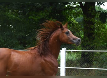 Arabian horses, Stallion, 3 years, 15.1 hh, Bay