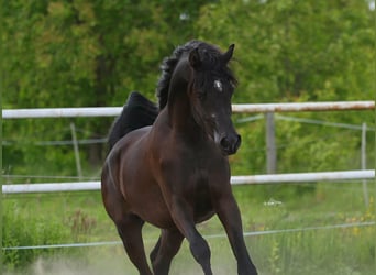 Arabian horses, Stallion, 3 years, 15.1 hh, Black