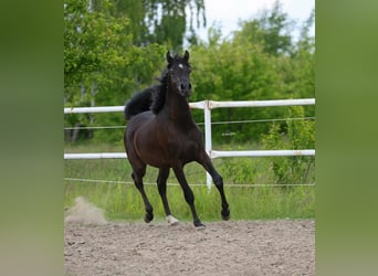 Arabian horses, Stallion, 3 years, 15.1 hh, Black