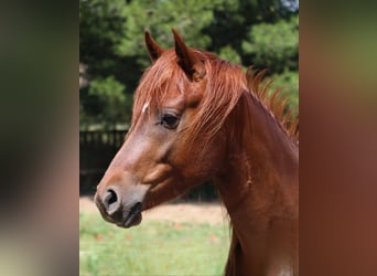 Arabian horses, Stallion, 3 years, 15,1 hh, Chestnut-Red