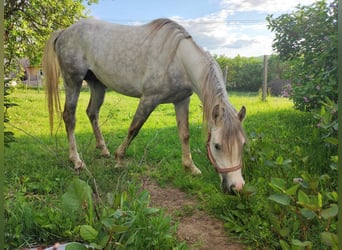 Arabian horses, Stallion, 3 years, 15.1 hh, Chestnut-Red