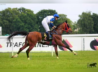 Arabian horses, Stallion, 3 years, 15.2 hh, Brown