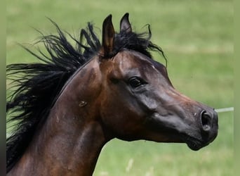 Arabian horses, Stallion, 3 years, 15.2 hh, Brown