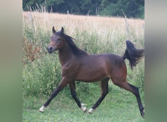 Arabian horses, Stallion, 3 years, 15.2 hh, Brown
