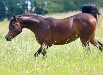 Arabian horses, Stallion, 3 years, 15.2 hh, Brown