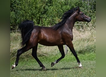 Arabian horses, Stallion, 3 years, 15.2 hh, Brown